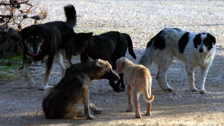 Χίος: Έβαλαν πρόστιμο σε γυναίκα για μη "τσιπαρισμένα" αδέσποτα σκυλιά