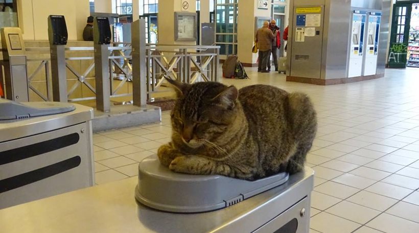 Viral έγινε ο γάτος στις μπάρες του Μετρό στο Μοναστηράκι [φωτο]