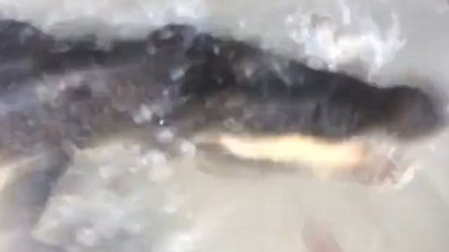 Αυστραλία: Κροκόδειλος επιτέθηκε σε τουρίστρια [τρομακτικό βίντεο]
