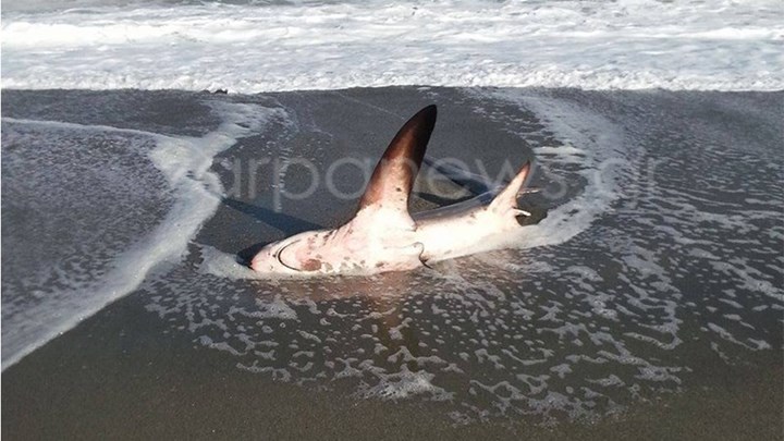 Χανιά: Καρχαρίας τριών μέτρων ξεβράστηκε στην παραλία του Πλατανιά