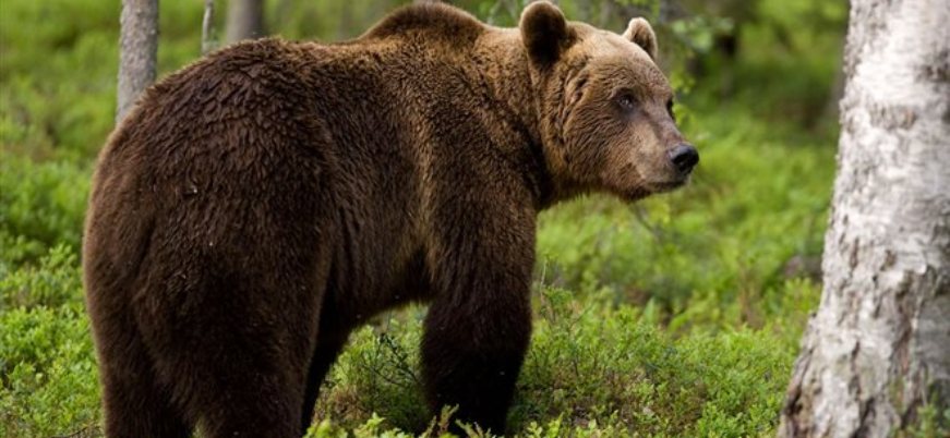 Μέτσοβο: Αρκούδα πάτησε και σκότωσε ηλικιωμένη – Καμία αποζημίωση στην οικογένεια