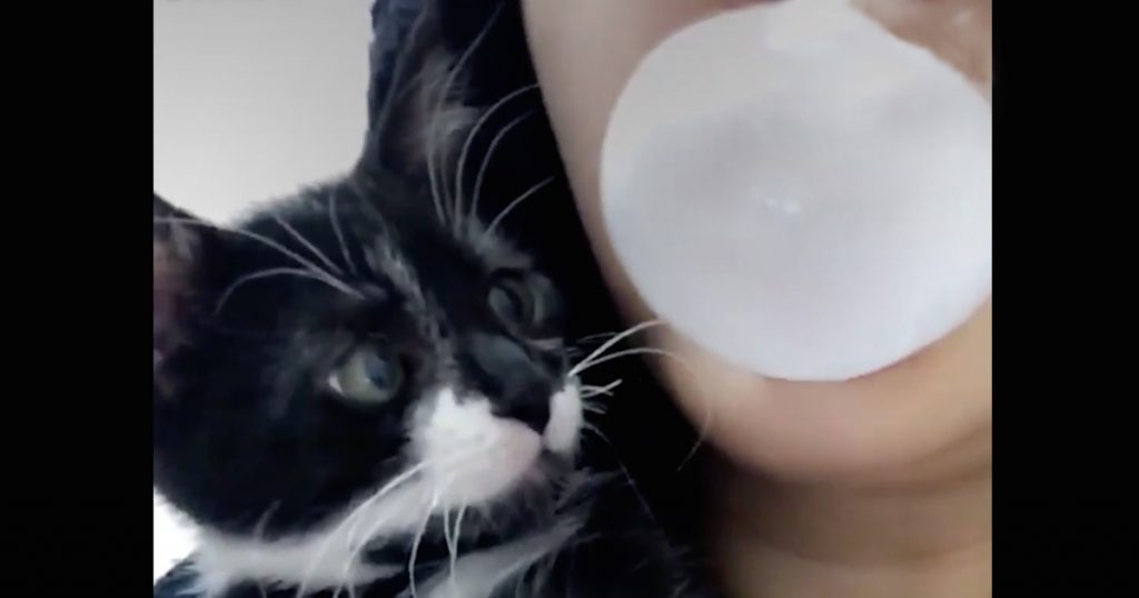 Γατάκι μισεί τις… τσιχλόφουσκες και γίνεται viral! (βίντεο)