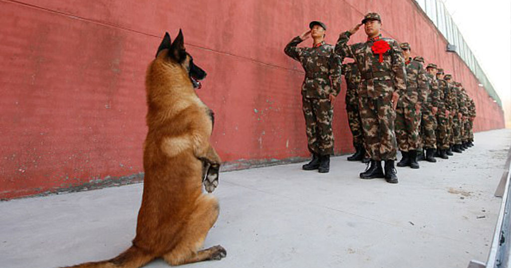 Σκύλος κάθεται στα δυο πόδια για να χαιρετήσει τον στρατιωτικό φροντιστή του (βίντεο)