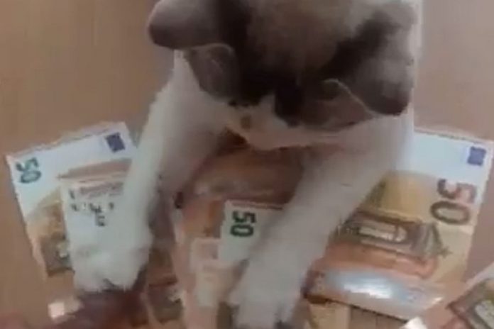 Αυτή η γάτα δεν αφήνει κανέναν να πλησιάσει τα χρήματά της [βίντεο]