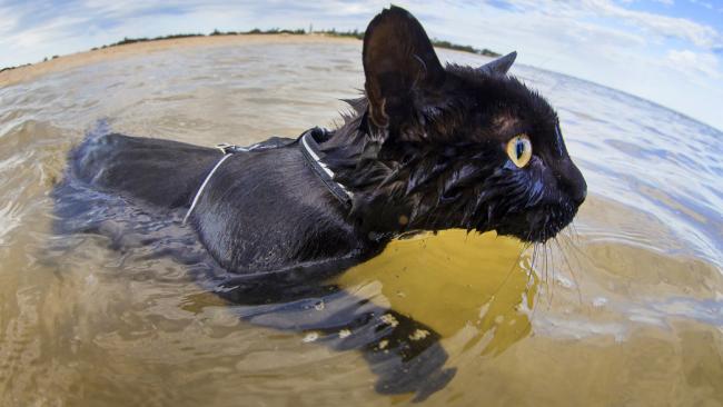 Γνωρίστε τον Νέιθαν, τη γάτα που λατρεύει το νερό [βίντεο]