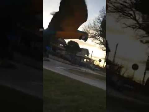 Παπαγάλος ακολουθεί πετώντας το αυτοκίνητο του ιδιοκτήτη του που πάει στη δουλειά [βίντεο]