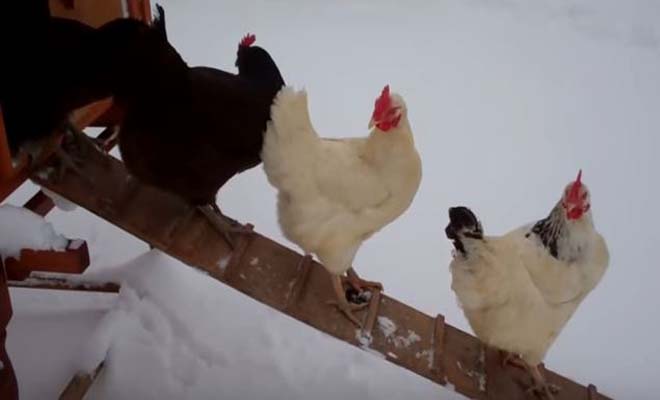 Αυτές οι κότες βλέπουν έντρομες χιόνι για πρώτη φορά στη ζωή τους [Βίντεο]