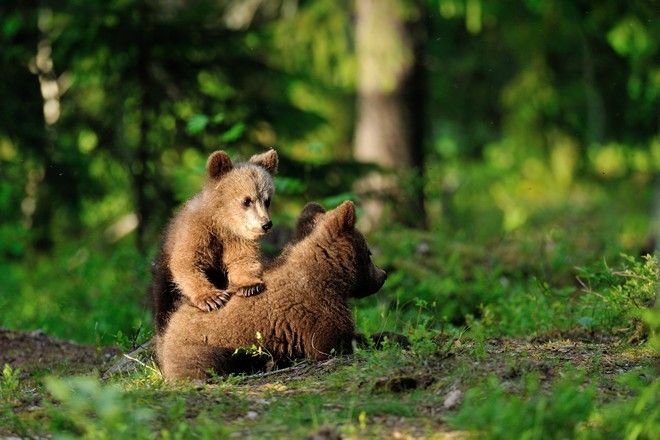 Δύο αρκουδάκια κάνουν βόλτα στην πόλη της Καστοριάς