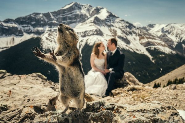 Ζώα που κλέβουν την παράσταση σε φωτογραφίες… γάμου