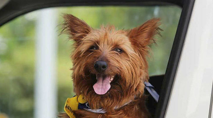 Αυστραλία: Ο Ράστι ο σκύλος το σκασε και έκανε ταξίδι 1.500 χλμ με ωτοστόπ