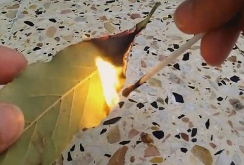 Μεγάλη προσοχή: Κάψτε αμέσως ένα φύλλο δάφνης στο σπίτι σας! Ο λόγος θα σας τρελάνει τελείως…