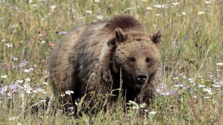 Νεκρή αρκούδα μετά από τροχαίο στη Φλώρινα