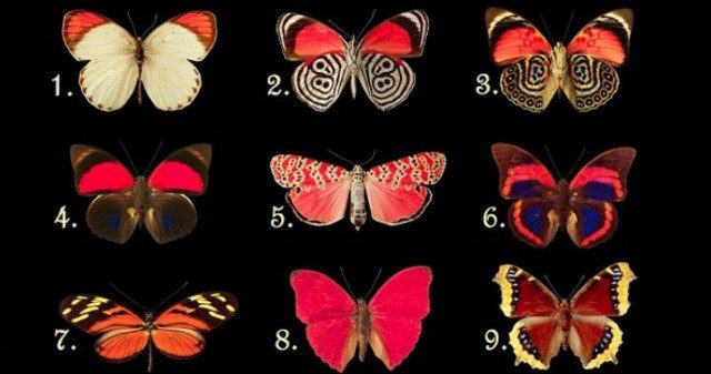 Διάλεξε μία Πεταλούδα που σας αρέσει περισσότερο και θα βρείτε την απάντηση στην επιλογή που κάνατε