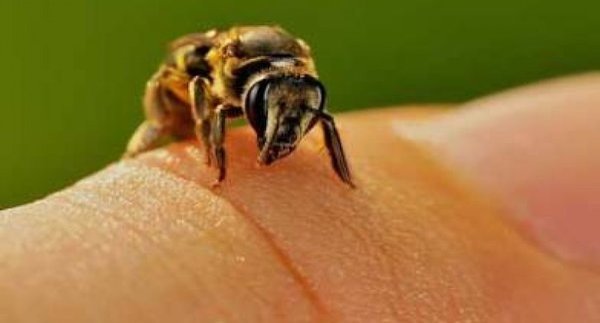 Κρήτη: Παραλίγο να χάσει τη ζωή της από τσίμπημα μέλισσας