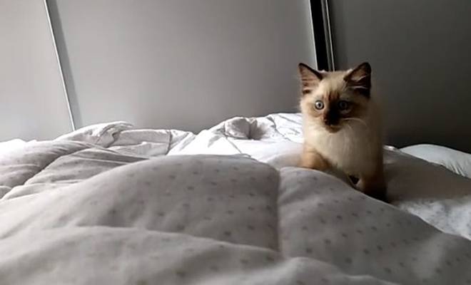 Αυτό το γατάκι, είναι το πιο… γλυκό ξυπνητήρι που έχεις δει ποτέ! [Βίντεο]
