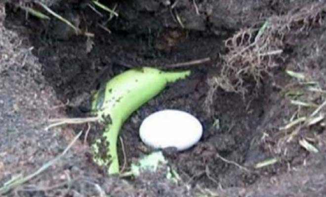 Έβαλε μια μπανάνα δίπλα σε ένα αυγό και τα σκέπασε με χώμα. Το αποτέλεσμα θα σας καταπλήξει! [Βίντεο]