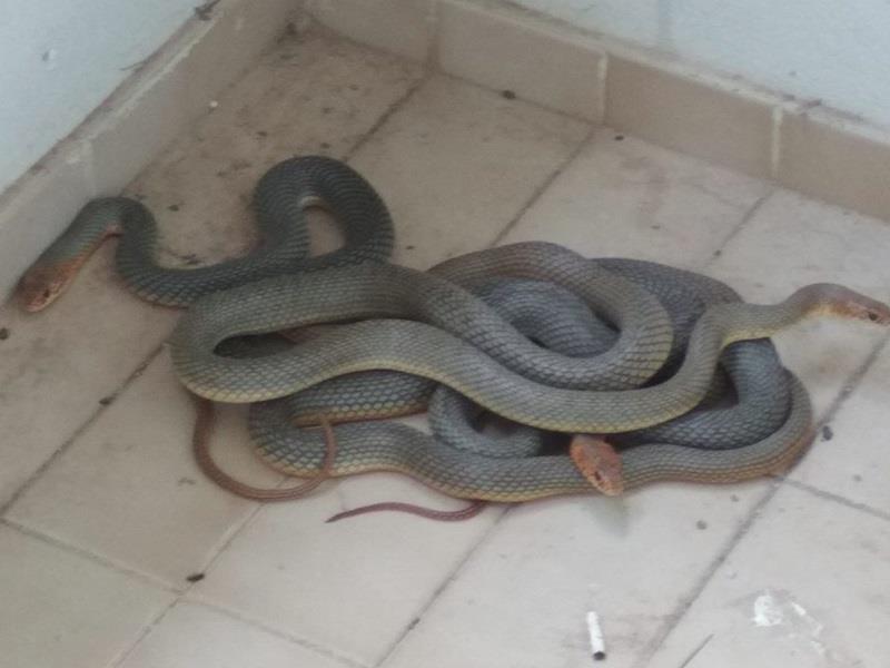 Ιωάννινα: Φοιτητές βρήκαν φίδια στο μπαλκόνι τους