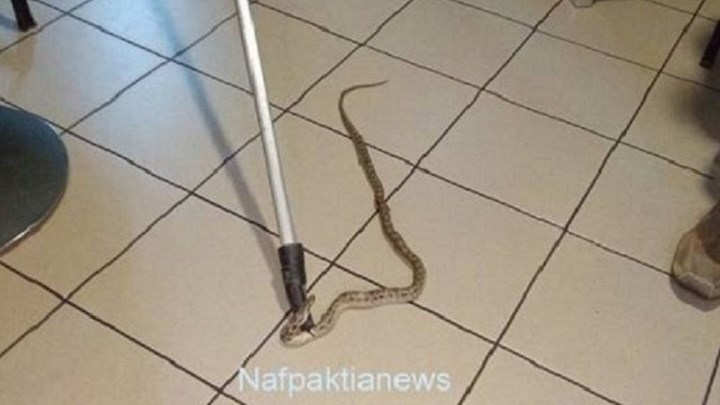 Ναύπακτος: Φίδι έκανε την εμφάνισή του μέσα σε καφετέρια [φωτο]