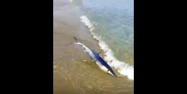 Καρχαρίας βγήκε σε παραλία στα Χανιά (βίντεο)