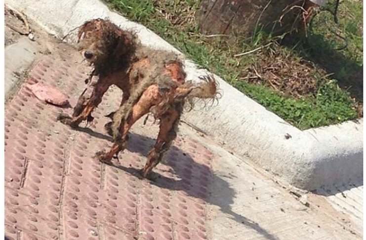 Η φωτογραφία αυτής της δύστυχης σκυλίτσας έγινε viral. Και της έσωσε τη ζωή..