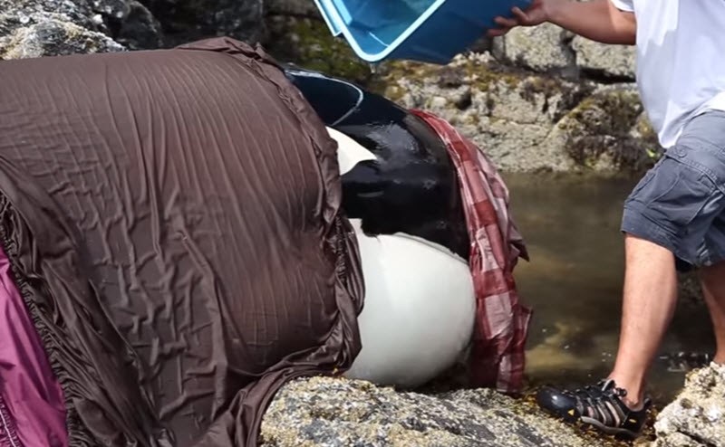 Φάλαινα είχε κολλήσει για ώρες ανάμεσα σε βράχια και έκλαιγε μέχρι να τη βρουν οι διασώστες