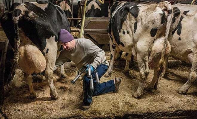 Αναρωτιόταν γιατί οι αγελάδες του δεν παράγουν γάλα! Αυτό που ανακάλυψε… [Βίντεο]