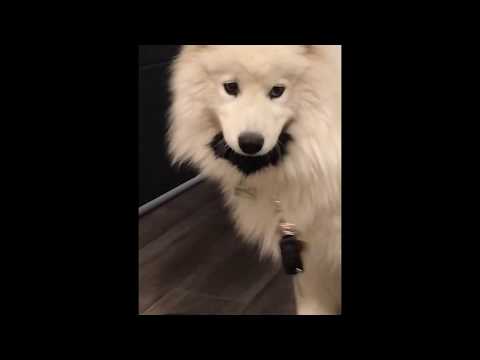 Σκύλος κλέβει τα κλειδιά από το αφεντικό του για να μην φύγει [βίντεο]