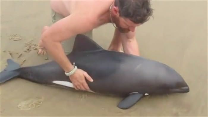 O “ήρωας” της ημέρας απλά έκανε το αυτονόητο – Αφιέρωσε 1 λεπτό για να σώσει ένα μωρό δελφίνι