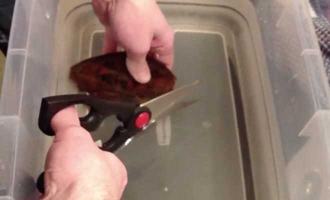 Κόβει με ψαλίδι αυτό το παράξενο αντικείμενο στο νερό και δεν φαντάζεστε τι βγαίνει από μέσα! (Βίντεο)