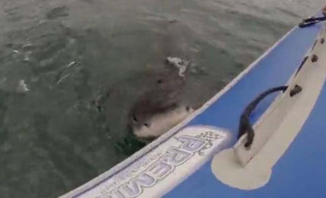 Απίστευτο: Καρχαρίας επιτίθεται σε φουσκωτή βάρκα! [Βίντεο]