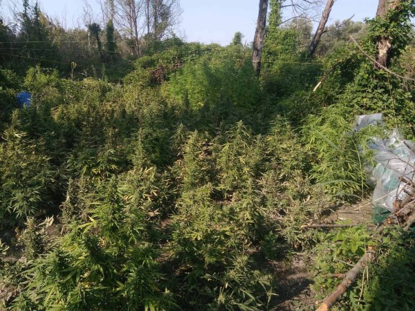 Θεσσαλονίκη: Εντοπίστηκε φυτεία με πάνω από 1.000 δενδρύλλια κάνναβης