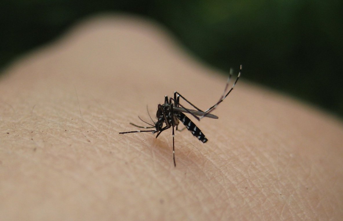 Μάνδρα: Έκτακτος ψεκασμός κατά των κουνουπιών στην Ψάθα