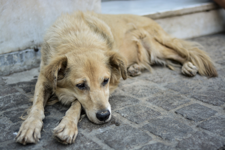 Λαμία: Με φόλα δηλητηριάστηκαν τέσσερα σκυλιά