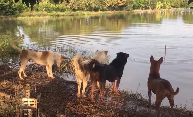 Έχει γίνει viral! Ιδιοκτήτης σκύλων κάνει φάρσα στους τετράποδους φίλους του [Βίντεο]