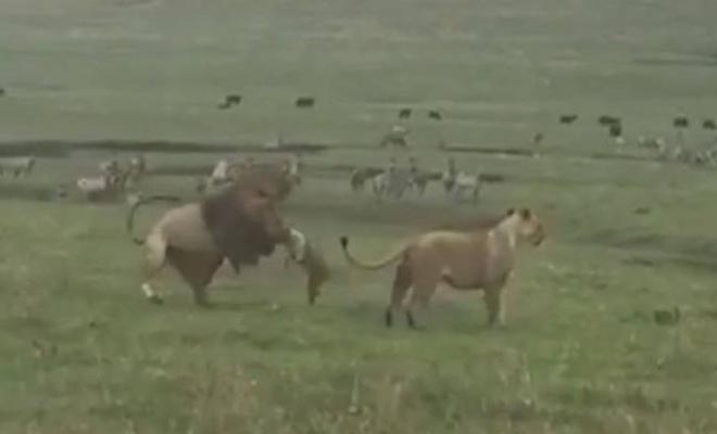 «Μάγκας» σκύλος τα βάζει με δύο λιοντάρια – Δείτε το αποτέλεσμα! [Βίντεο]