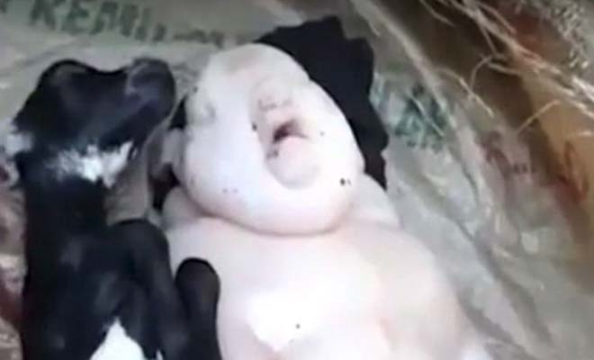 Κατσίκα γέννησε πλάσμα που μοιάζει με διαστάυρωση ανθρώπου και γουρουνιού [Βίντεο]
