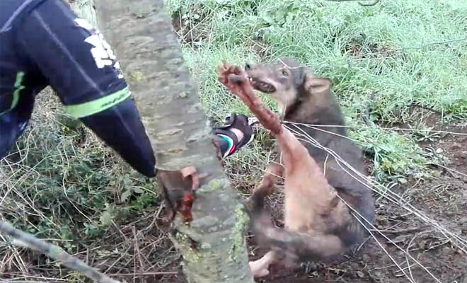 Βρήκαν τον λύκο παγιδευμένο. Προσπάθησαν να τον σώσουν, μέχρι τη στιγμή της επίθεσης… [Βίντεο]