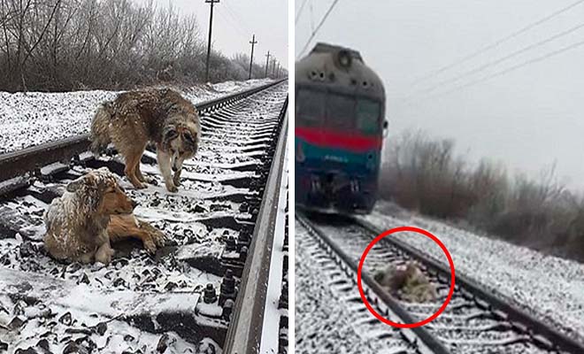 Σκύλος προστατεύει τραυματισμένη σκυλίτσα σε ράγες που περνάει τρένο από πάνω της – Την έσωσε και βγήκαν [Βίντεο]