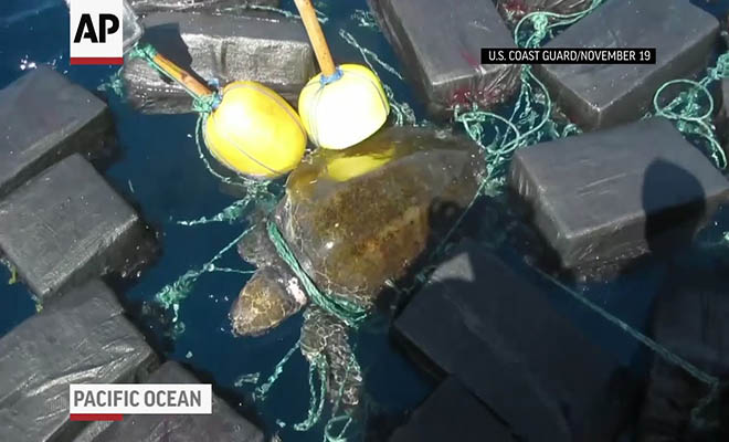 Θαλάσσια χελώνα «βαποράκι» μετέφερε κοκαΐνη αξίας 53 εκατομμυρίων δολαρίων