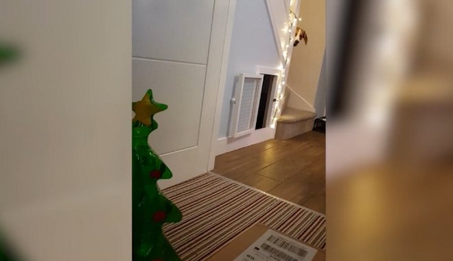Σκύλος φοβάται φουσκωτό χριστουγεννιάτικο δέντρο [βίντεο]
