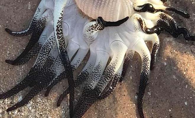 Ένα περίεργο πλάσμα ξεβράστηκε στις ακτές της Αυστραλίας
