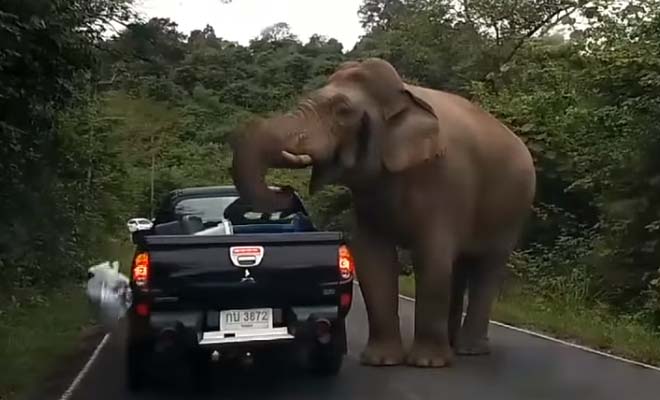 Ελέφαντας κάνει επιδρομή σε φορτηγάκι ψάχνοντας για φαγητό [Βίντεο]