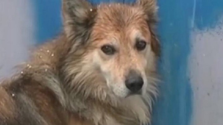 Δολοφονία Αγγελικής Πέτρου: Ο σκύλος της οδήγησε τους αστυνομικούς στο σημείο που βρέθηκε θαμμένη