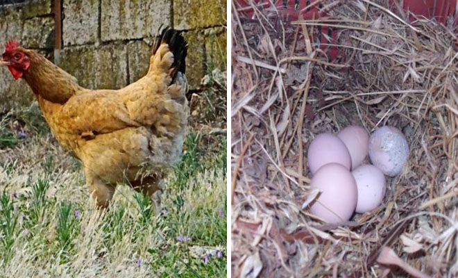 Ναύπλιο: Τα αυγά της κότας του ήταν παράξενα – Η σύγκριση που είναι αποκαλυπτική