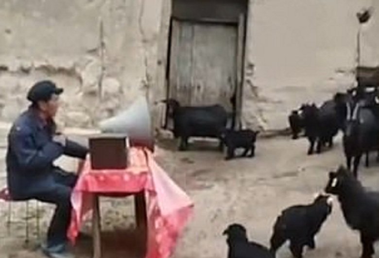 Κτηνοτρόφος έκανε «συνέλευση» με τις κατσίκες του για να… αυξήσουν τα κέρδη (βίντεο)