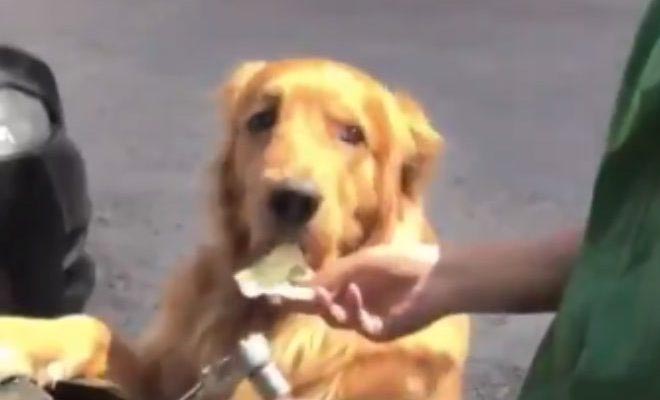 Σκύλος που… ψωνίζει και πληρώνει στο σούπερ μάρκετ [Βίντεο]