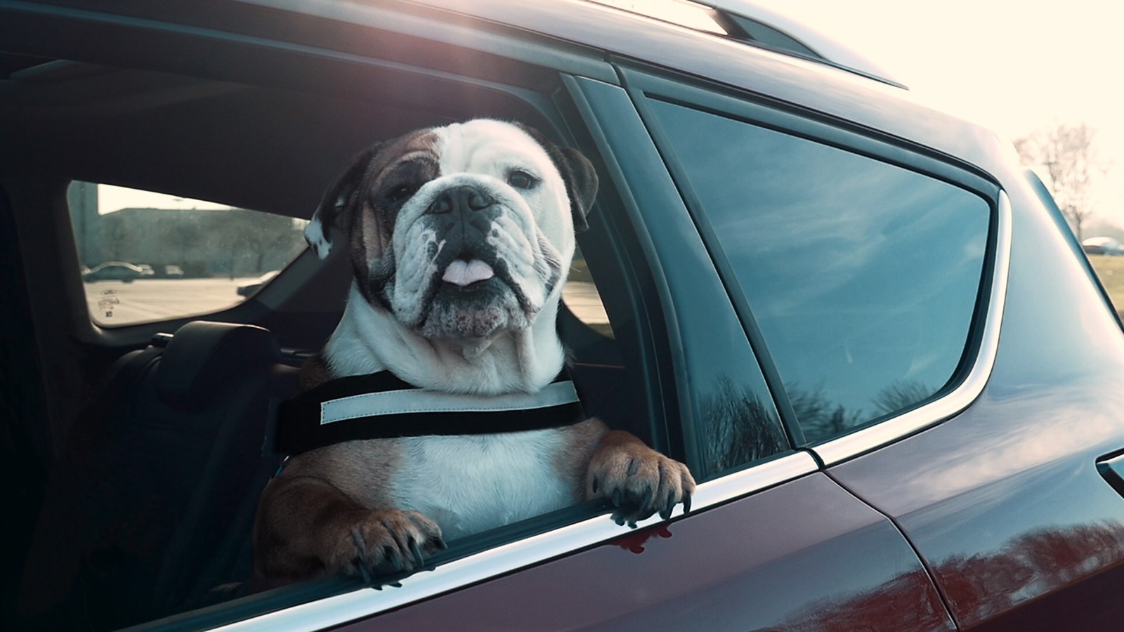 Τι πρέπει να ξέρετε όσοι οδηγείτε και έχετε στο Ι.Χ το σκύλο σας- Σημαντική η έρευνα της Ford