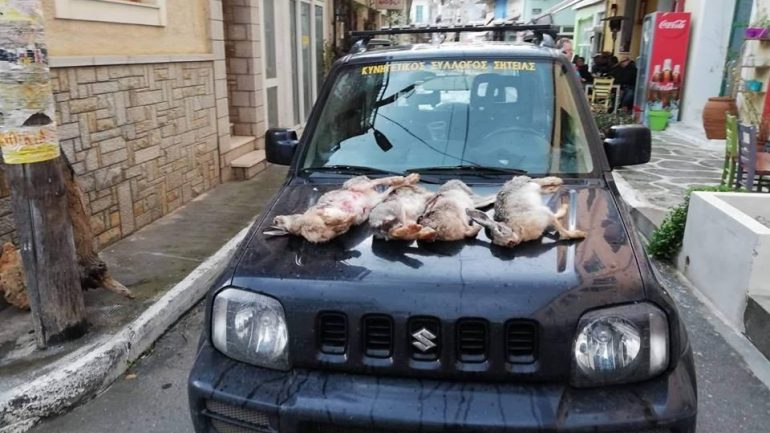 Κρήτη: Λαθροθήρες σκότωσαν τέσσερις λαγούς έτοιμους να γεννήσουν