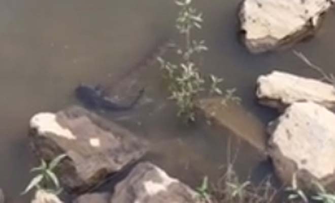 Ψαράς παθαίνει σοκ με φίδι που πιάνει ψαρούκλα μπροστά στα μάτια του… [Βίντεο]