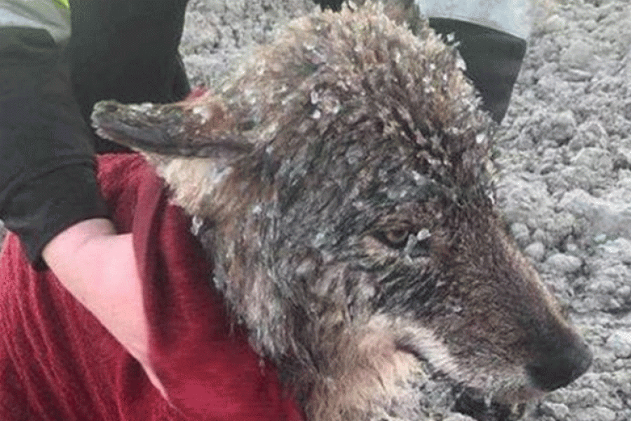 Νόμιζαν ότι έσωσαν αδέσποτο σκύλο… αλλά αποδείχθηκε άγριος λύκος (εικόνες)